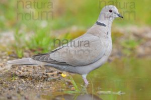 Foto di Tortora dal collare (Streptopelia decoacto)