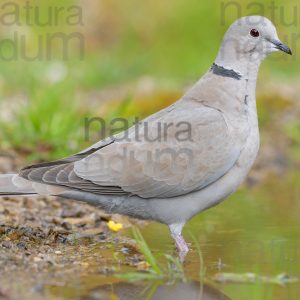 Photos of Eurasian Collared Dove (Streptopelia decoacto)