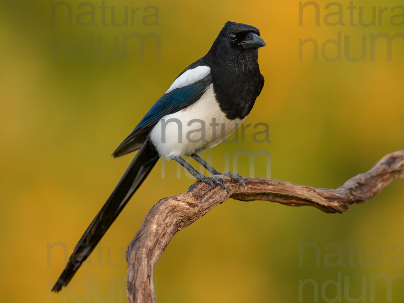 Photos of Eurasian Magpie (Pica pica)