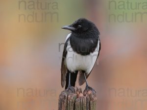 Photos of Eurasian Magpie (Pica pica)