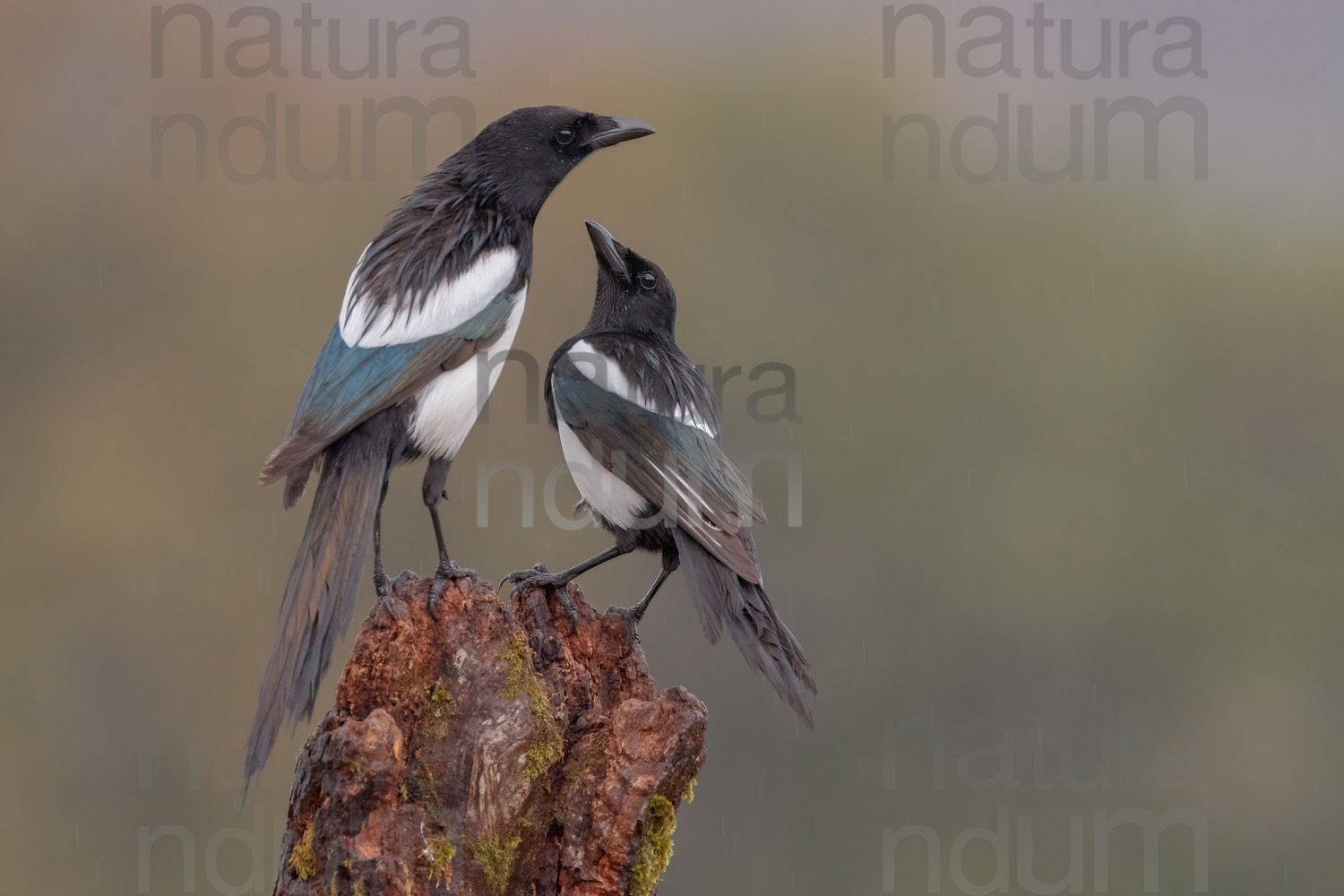 Photos of Eurasian Magpie (Pica pica)