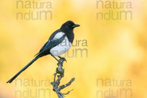 Photos of Eurasian Magpie (Pica pica)