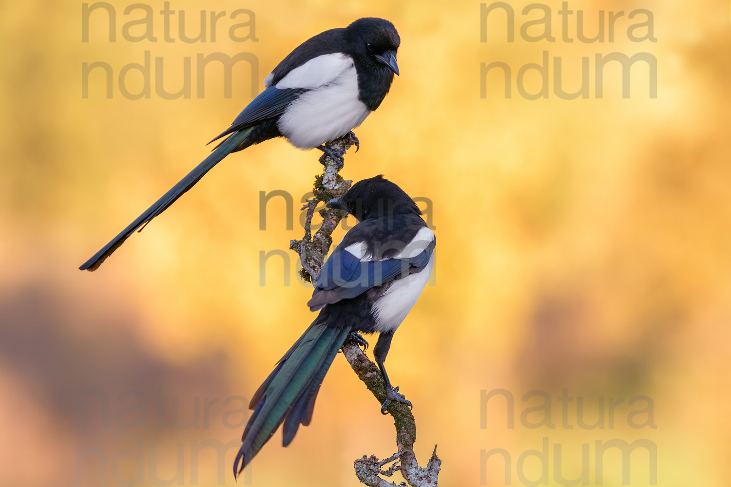 Photos of Eurasian Magpie (Pica pica)