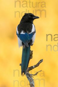 Photos of Eurasian Magpie (Pica pica)