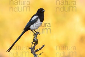 Photos of Eurasian Magpie (Pica pica)