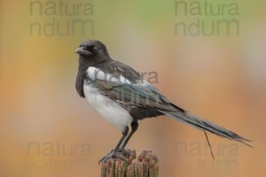 Photos of Eurasian Magpie (Pica pica)