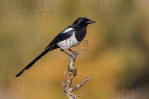 Photos of Eurasian Magpie (Pica pica)