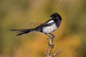 Photos of Eurasian Magpie (Pica pica)