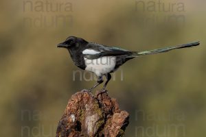 Photos of Eurasian Magpie (Pica pica)