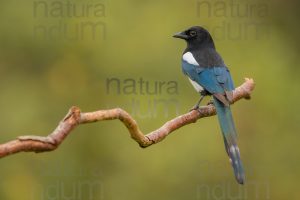 Photos of Eurasian Magpie (Pica pica)