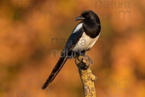 Photos of Eurasian Magpie (Pica pica)