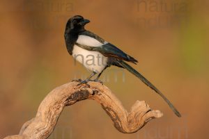 Photos of Eurasian Magpie (Pica pica)