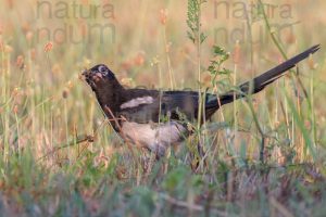 Photos of Eurasian Magpie (Pica pica)
