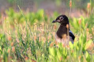 Photos of Eurasian Magpie (Pica pica)