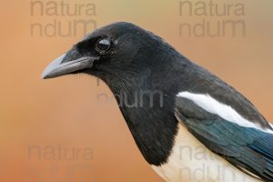 Photos of Eurasian Magpie (Pica pica)