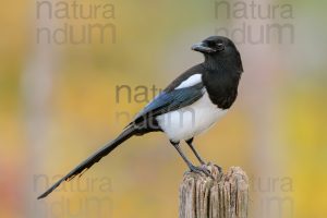 Photos of Eurasian Magpie (Pica pica)