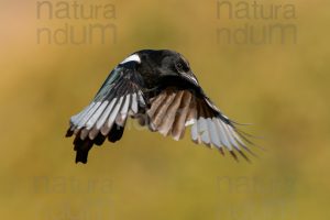 Photos of Eurasian Magpie (Pica pica)