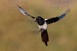 Photos of Eurasian Magpie (Pica pica)