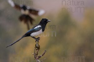 Photos of Eurasian Magpie (Pica pica)