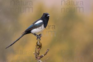 Photos of Eurasian Magpie (Pica pica)