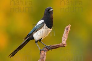 Photos of Eurasian Magpie (Pica pica)