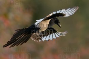 Photos of Eurasian Magpie (Pica pica)