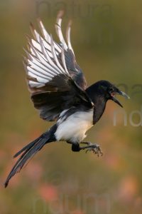 Photos of Eurasian Magpie (Pica pica)