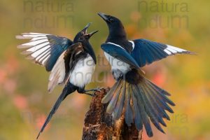 Photos of Eurasian Magpie (Pica pica)