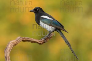 Photos of Eurasian Magpie (Pica pica)