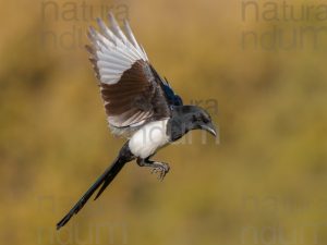 Photos of Eurasian Magpie (Pica pica)