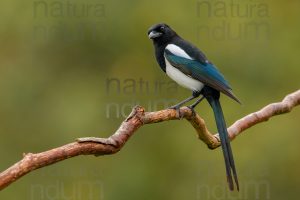 Photos of Eurasian Magpie (Pica pica)