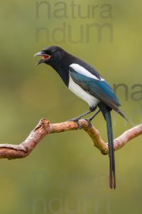 Photos of Eurasian Magpie (Pica pica)