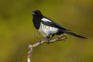 Photos of Eurasian Magpie (Pica pica)