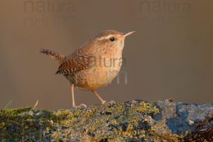 Foto di Scricciolo (Troglodytes troglodytes)