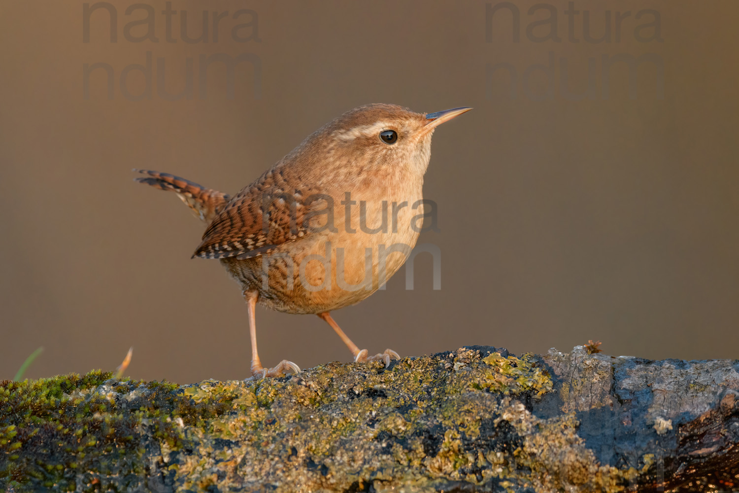 Photos of Eurasian Wren (Troglodytes troglodytes)