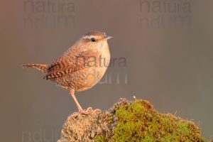 Photos of Eurasian Wren (Troglodytes troglodytes)