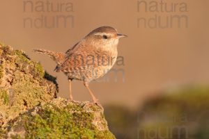 Photos of Eurasian Wren (Troglodytes troglodytes)