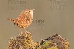 Foto di Scricciolo (Troglodytes troglodytes)