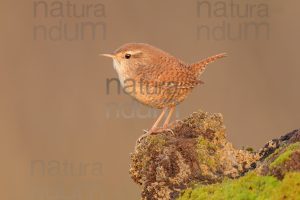 Foto di Scricciolo (Troglodytes troglodytes)