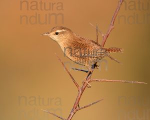 Foto di Scricciolo (Troglodytes troglodytes)