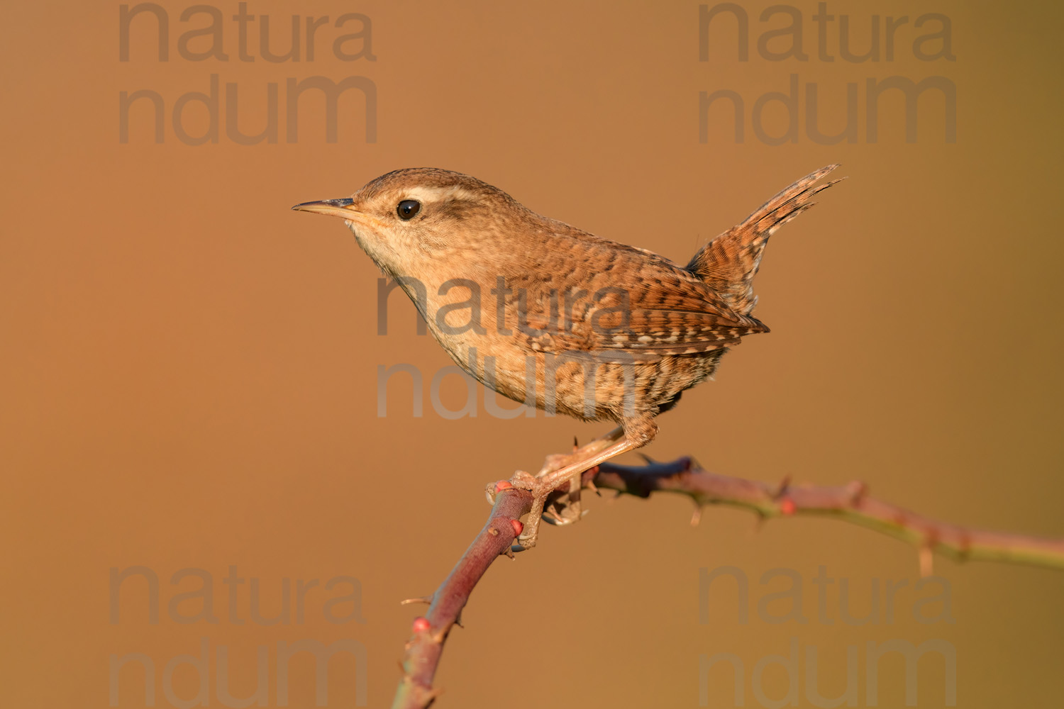 Foto di Scricciolo (Troglodytes troglodytes)