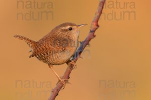 Photos of Eurasian Wren (Troglodytes troglodytes)