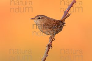 Photos of Eurasian Wren (Troglodytes troglodytes)