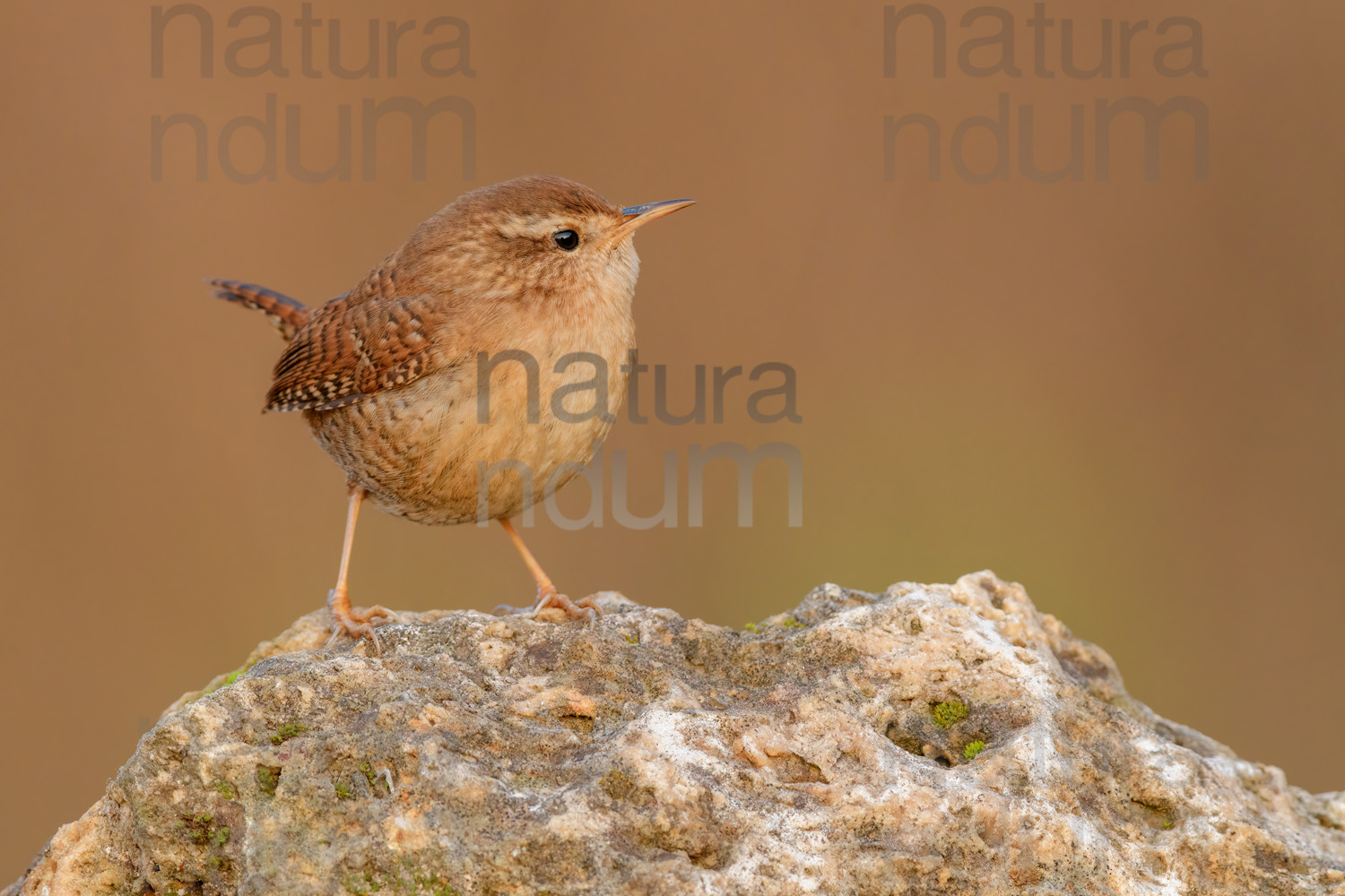 Foto di Scricciolo (Troglodytes troglodytes)