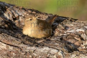 Foto di Scricciolo (Troglodytes troglodytes)