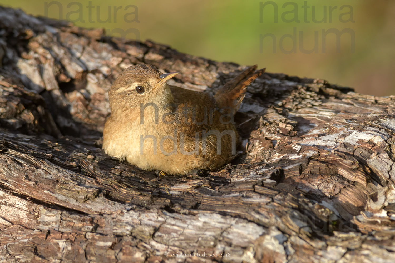 Photos of Eurasian Wren (Troglodytes troglodytes)