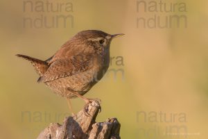 Foto di Scricciolo (Troglodytes troglodytes)