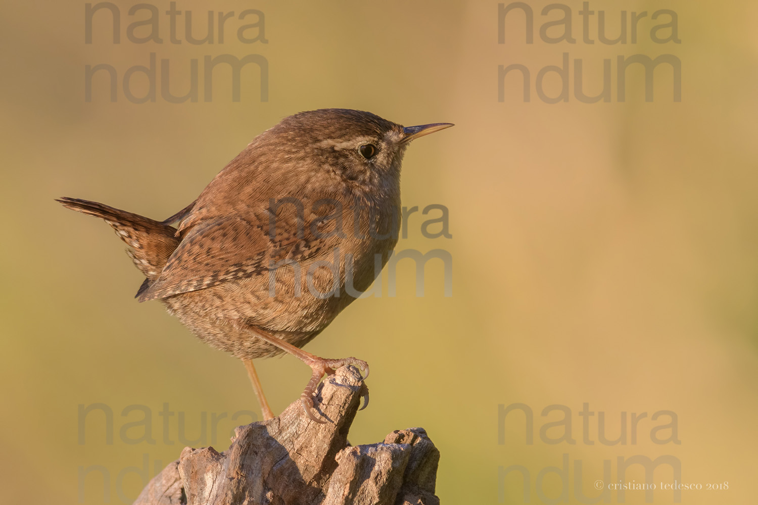 Photos of Eurasian Wren (Troglodytes troglodytes)