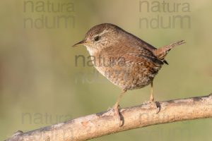 Photos of Eurasian Wren (Troglodytes troglodytes)