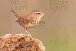 Foto di Scricciolo (Troglodytes troglodytes)